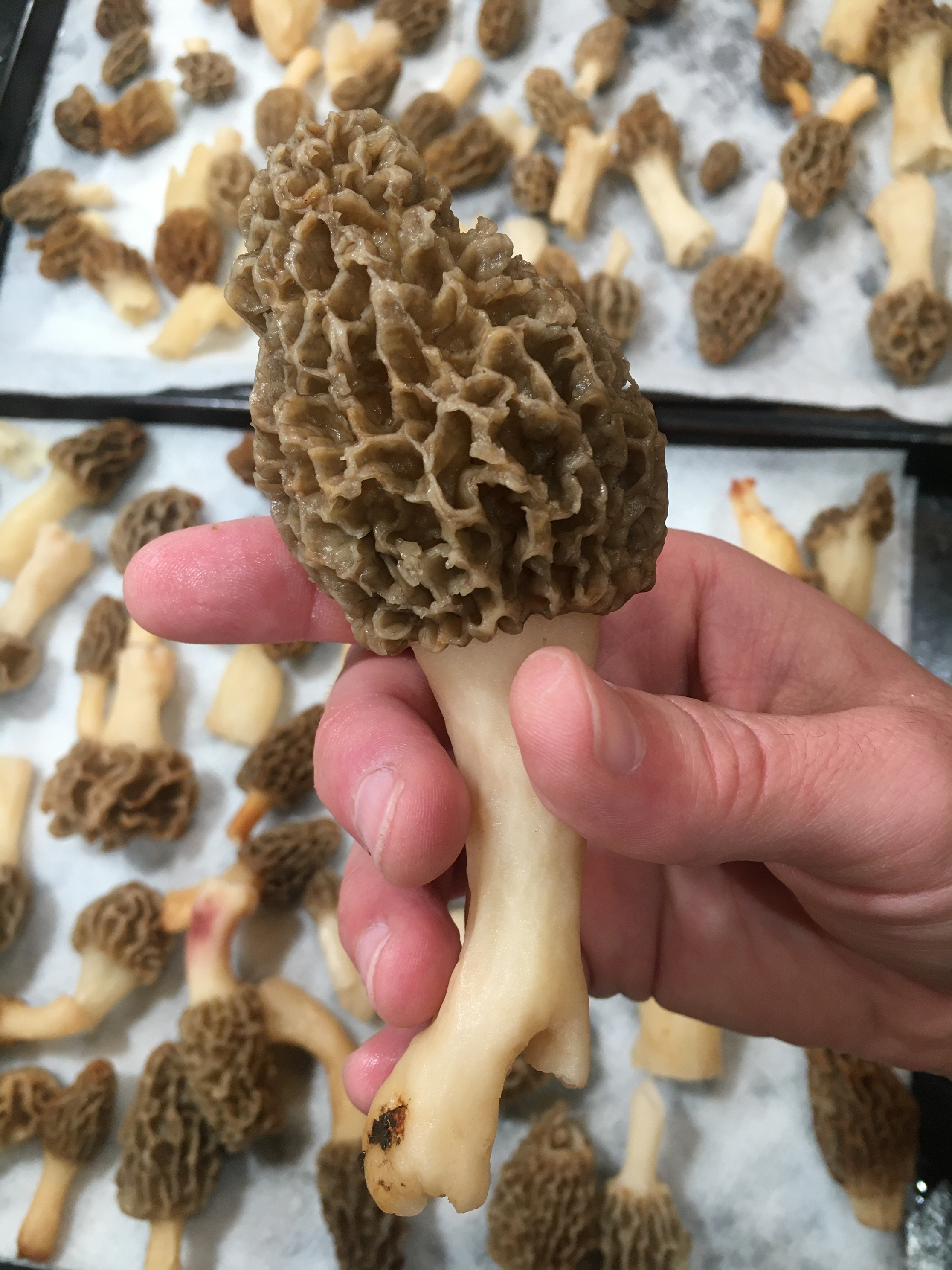 How to Dry Morel Mushrooms Without a Dehydrator